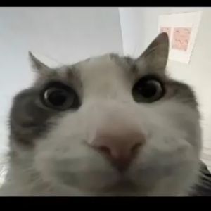 Hogtu