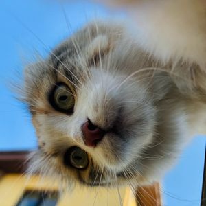 Jula-la