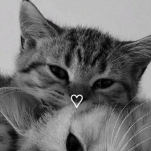 Космический Котик