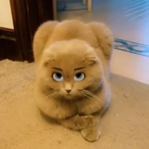 Kitty
