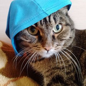 Котики