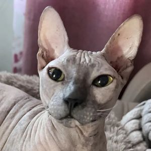 Нина