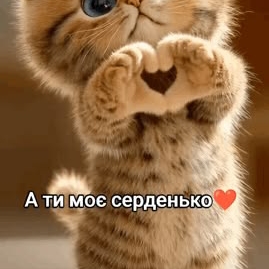 Pusi