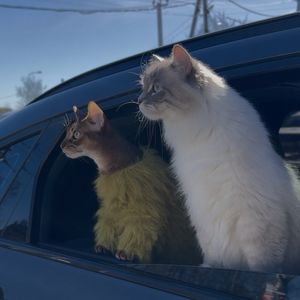dobroCats