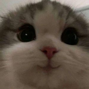 Looky_1699894397539