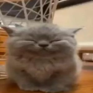 Looky_178167939463468