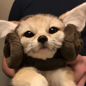 Charming_foxes