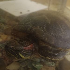 Rey