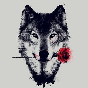 Wolf_alpha48