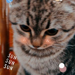 Котик