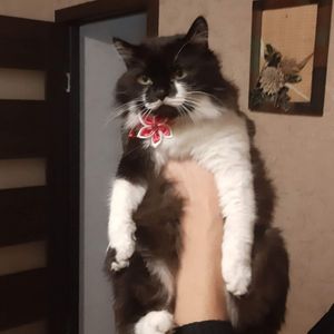 barni_bars