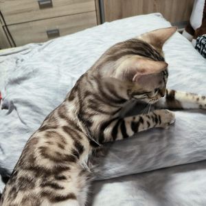 Isram_Spb78