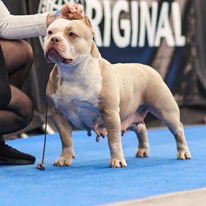 HannaLora american bully