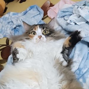 Абрыган ориджинал