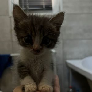 Cat_WINdow109