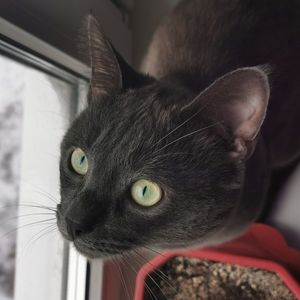 КОТОГОЛИК