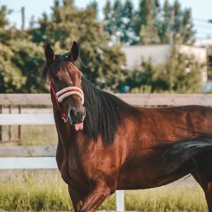 EQUINE PHOTO -AK-