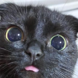 Looky_1708237075470