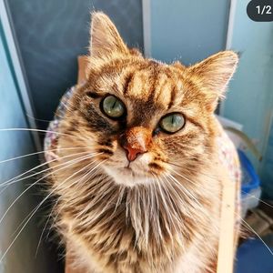 reset_thecat