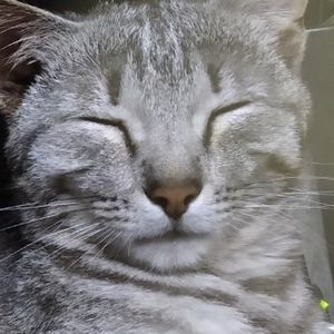 CatCreator