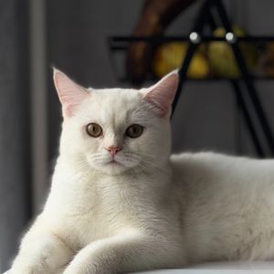 Сладкий Котик