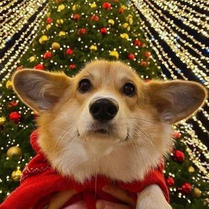 Looky_1701111510443
