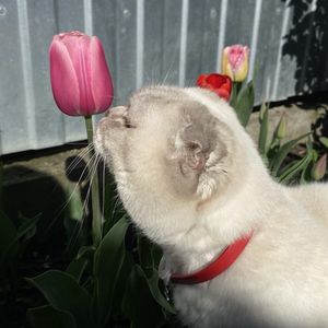 Марика