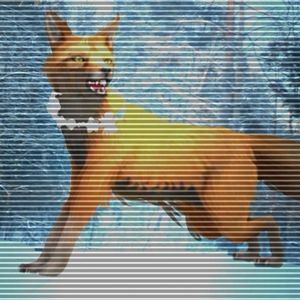 Golden _Cockerel