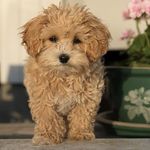 maltipoo_moscow_spb