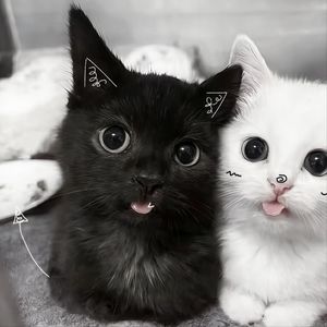 Looky_178058576017126