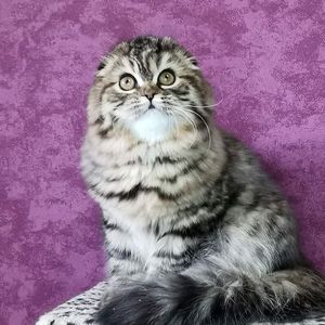 Вислоухие шотландские котята