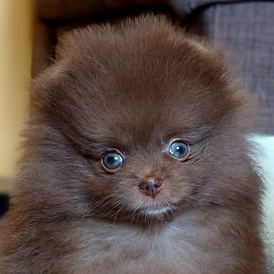 candyplush pom