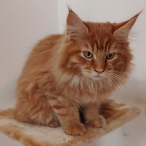 Simba