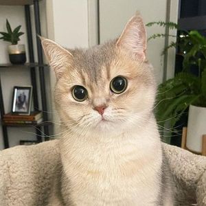 Looky_178187348393082