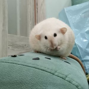 Mr.ludikk