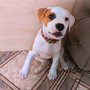 amstaff_Chibi
