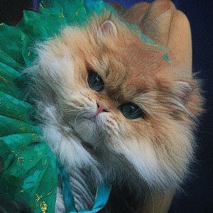 Golden Legend cattery